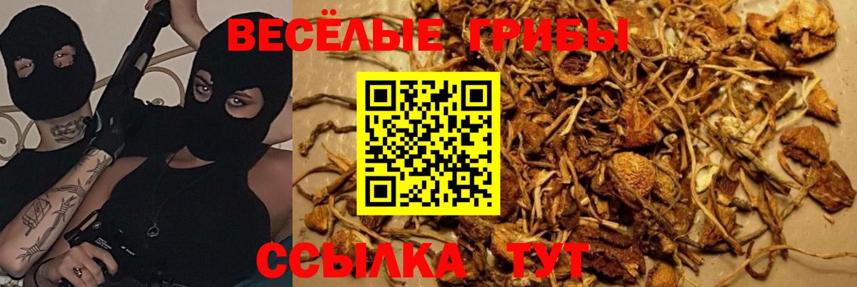 Псилоцибиновые грибы MAGIC MUSHROOMS  Вход с VPN  Избербаш 